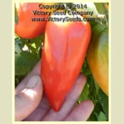 Howard German Tomato