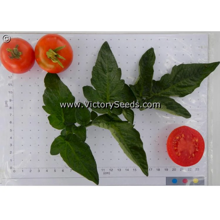 Iditarod Red Tomato - Image 4