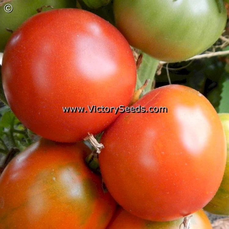 Iditarod Red Tomato