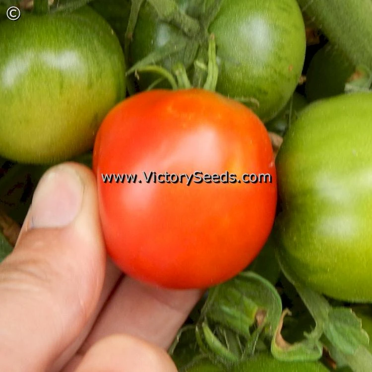 Iditarod Red Tomato - Image 5