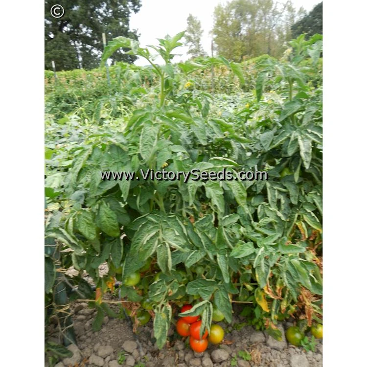 Iditarod Red Tomato - Image 3