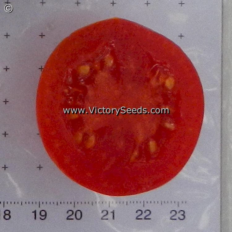 Iditarod Red Tomato - Image 2
