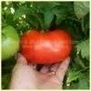 Indark Tomato