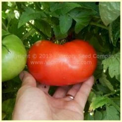Indark Tomato