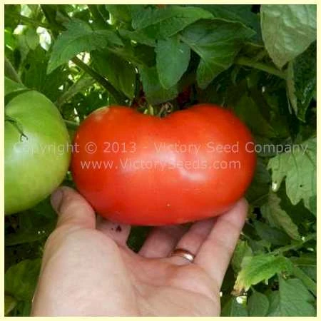 Indark Tomato