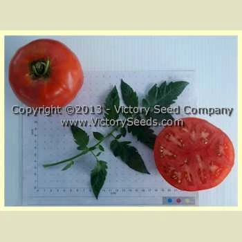 Indark Tomato - Image 2