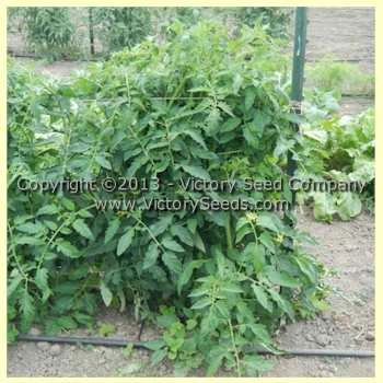 Indark Tomato - Image 3