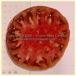 Indian Stripe Tomato