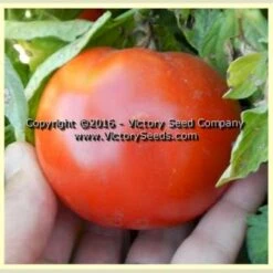 Isbell's New Phenomenal Tomato