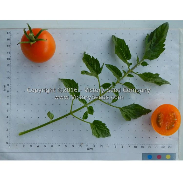 Jaune Flammée Tomato - Image 4