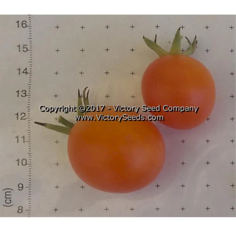 Jaune Flammée Tomato - Image 5