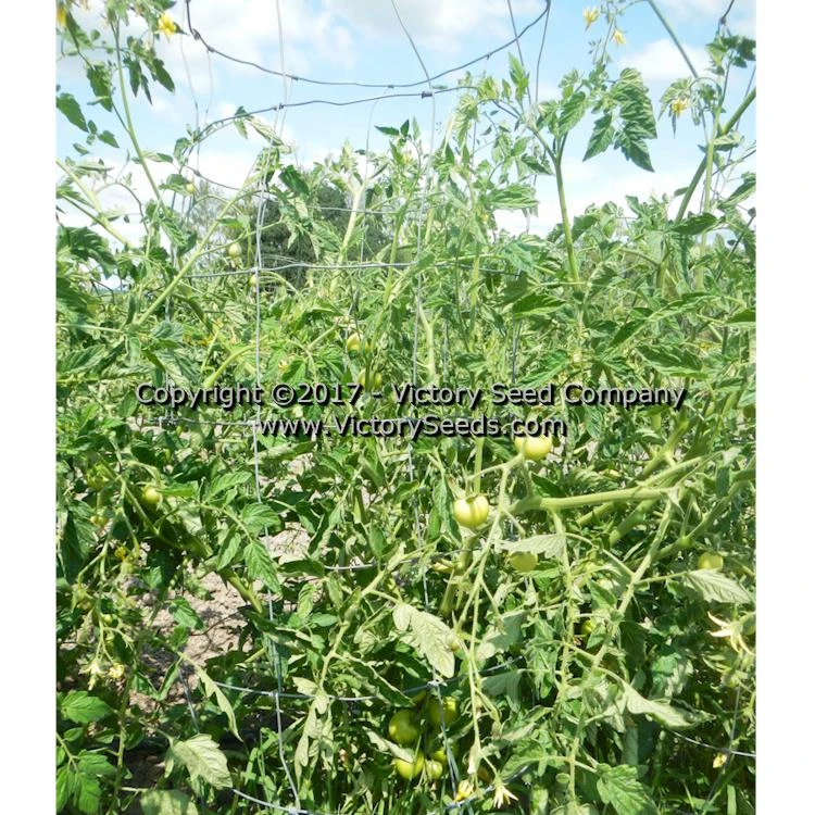 Jaune Flammée Tomato - Image 2