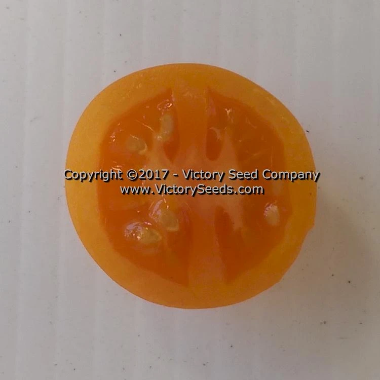 Jaune Flammée Tomato - Image 3