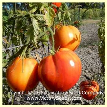Jerusalem Tomato