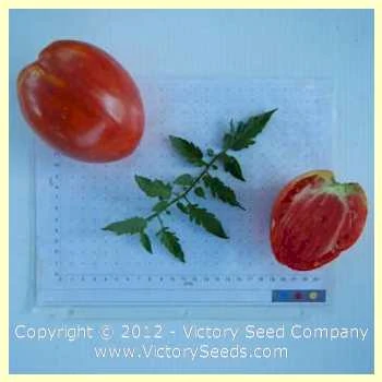 Jerusalem Tomato - Image 2