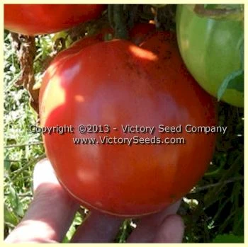 Jerusalem Tomato - Image 4