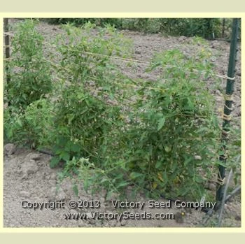 Jerusalem Tomato - Image 3