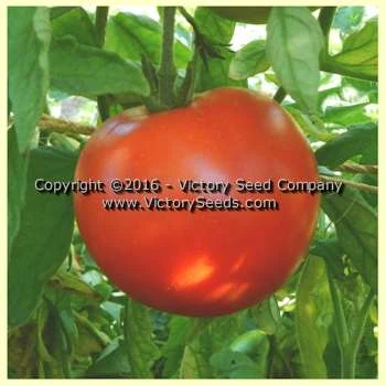 John Baer Tomato