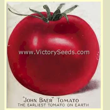 John Baer Tomato - Image 6