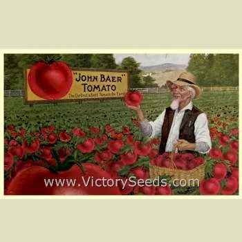 John Baer Tomato - Image 7