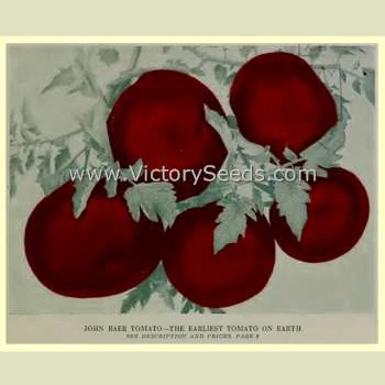 John Baer Tomato - Image 5