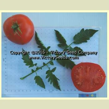 John Baer Tomato - Image 2