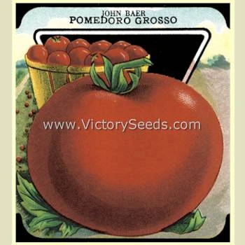 John Baer Tomato - Image 8