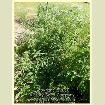 John Baer Tomato - Image 4