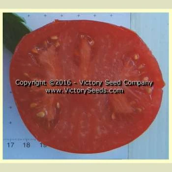 John Baer Tomato - Image 3