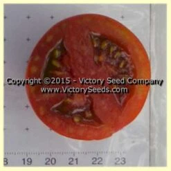 Kangaroo Paw Brown Tomato