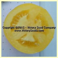 Kangaroo Paw Yellow Tomato