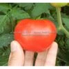Kanora Tomato