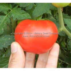 Kanora Tomato