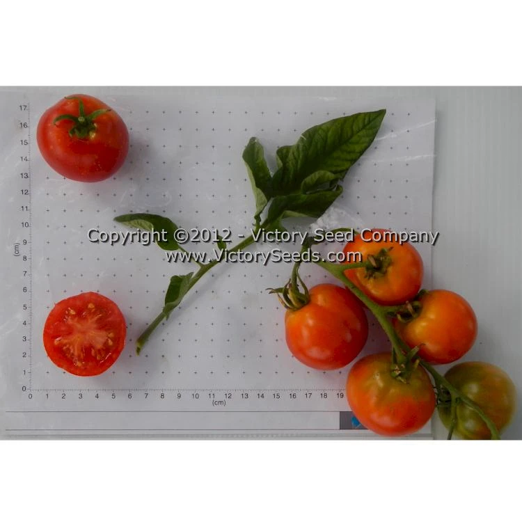 Kimberley Tomato - Image 4