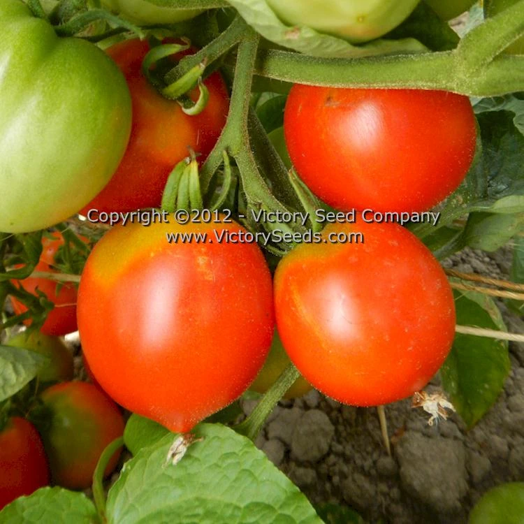 Kimberley Tomato - Image 2