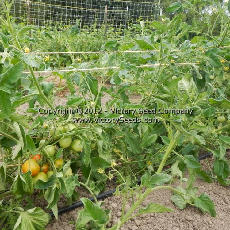 Kimberley Tomato - Image 5