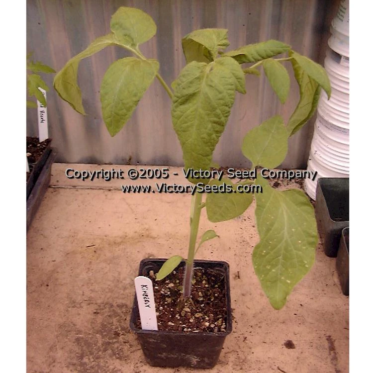 Kimberley Tomato - Image 6