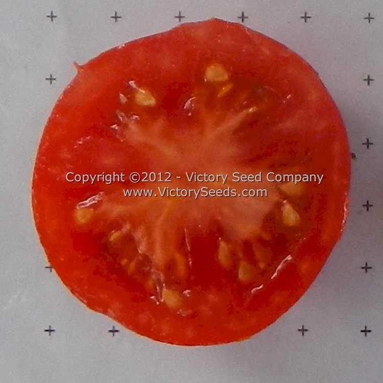 Kimberley Tomato - Image 3