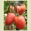 Kim's Civil War Oxheart Tomato