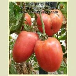 Kim's Civil War Oxheart Tomato