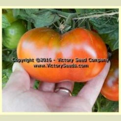 Kookaburra Cackle Tomato