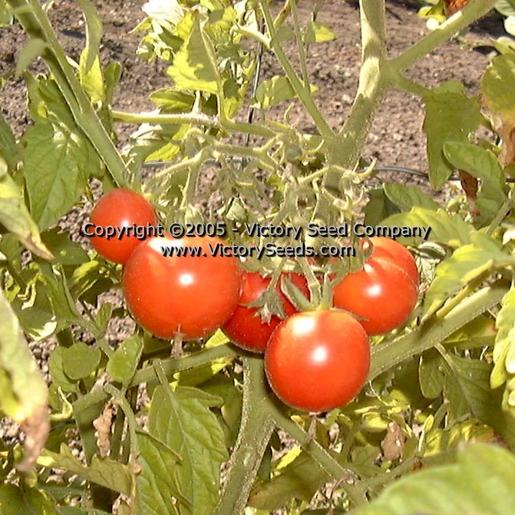 Large German Cherry Tomato