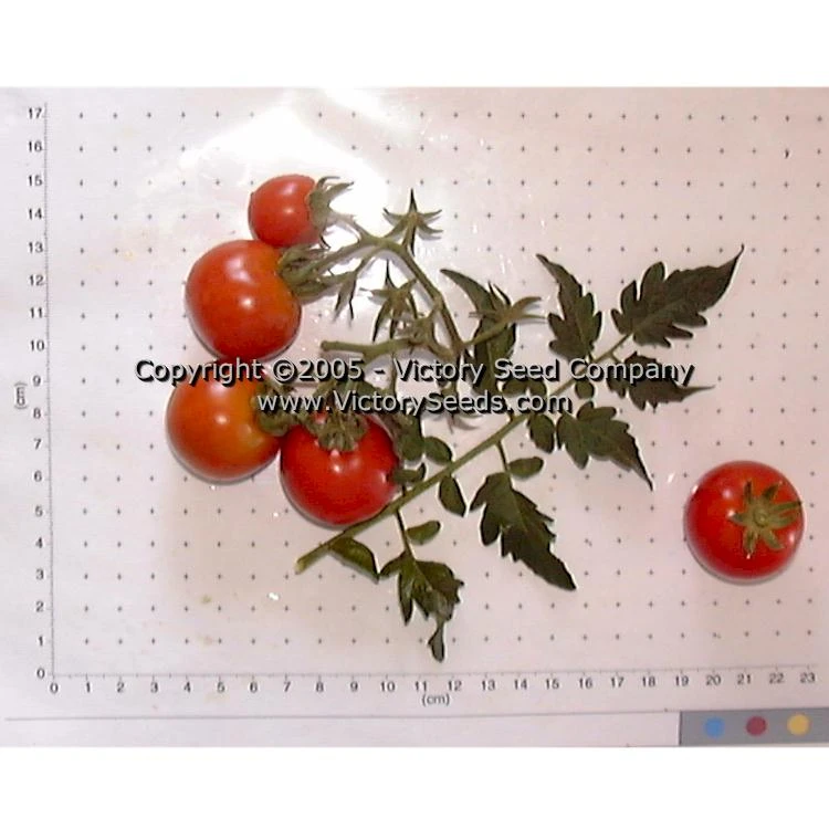Large German Cherry Tomato - Image 2