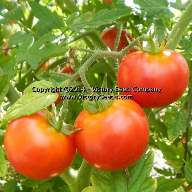 Large German Cherry Tomato - Image 4