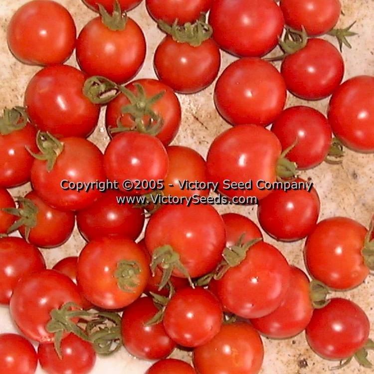 Large German Cherry Tomato - Image 5