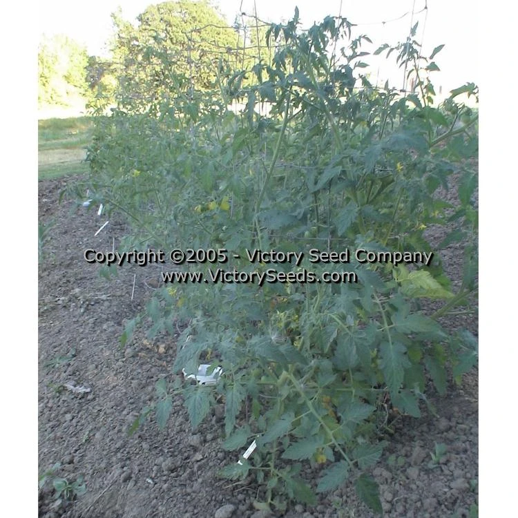 Large German Cherry Tomato - Image 6