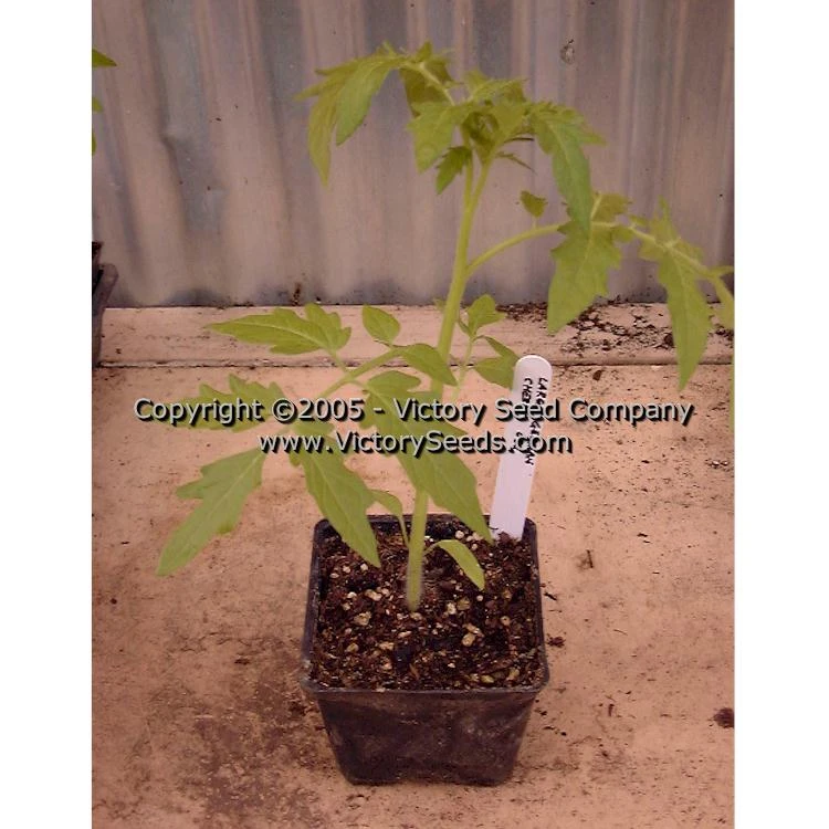 Large German Cherry Tomato - Image 7