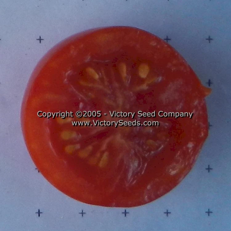 Large German Cherry Tomato - Image 3