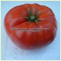 Large Lucky Red Tomato