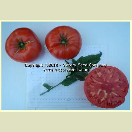 Large Lucky Red Tomato - Image 5